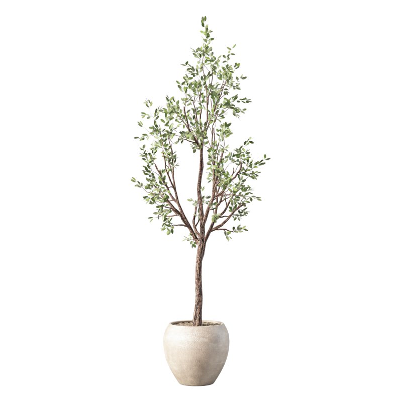 Olive Tree Indoor Plant Set.27 - Image 4