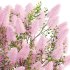 Cotinus coggygria – Smokebush 03 - Thumbnail 4