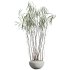 AV HousePlants Japandi Decorative Minimalism Ficus Dracaena Marginata25 - Thumbnail 1