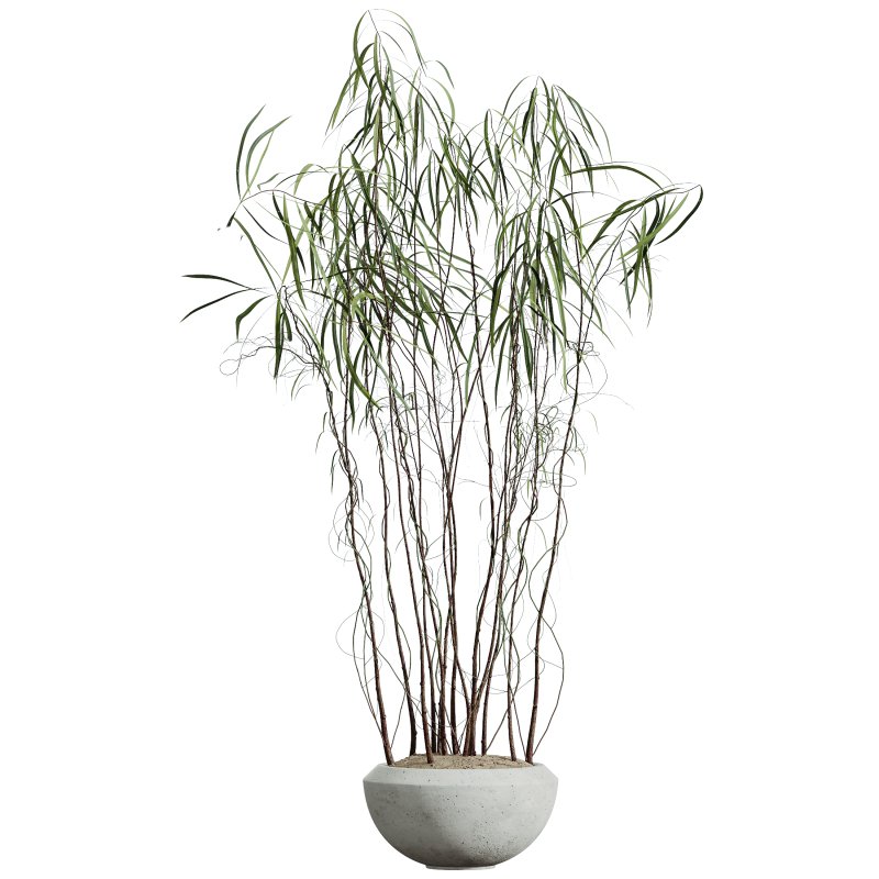 AV HousePlants Japandi Decorative Minimalism Ficus Dracaena Marginata25 - Image 1