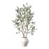 Olive Tree Indoor Plant Set.28 - Thumbnail 4