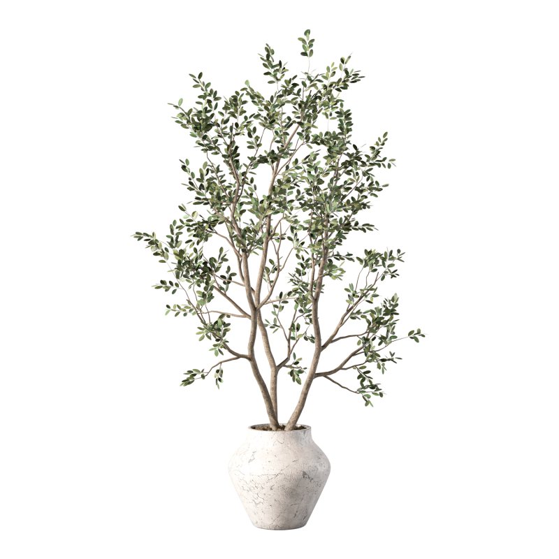 Olive Tree Indoor Plant Set.28 - Image 4