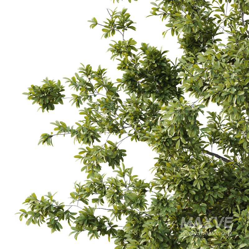 Spanish Moss Tree 04 - Image 2