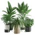 Indoor Plant Tropical Set01 - Thumbnail 2