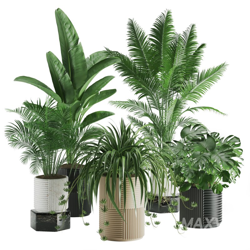 Indoor Plant Tropical Set01 - Image 2