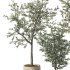 Olive Tree Indoor Plant Set.7 - Thumbnail 3