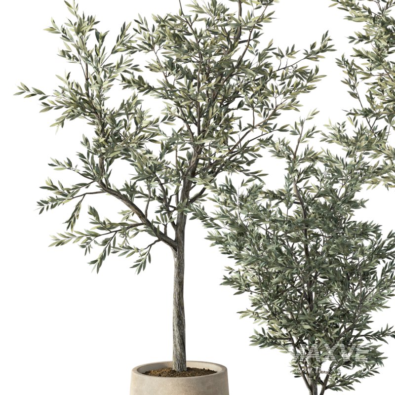 Olive Tree Indoor Plant Set.7 - Image 3