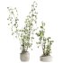 Plants Set - Thumbnail 2