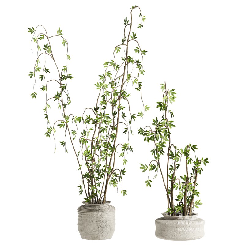 Plants Set - Image 2