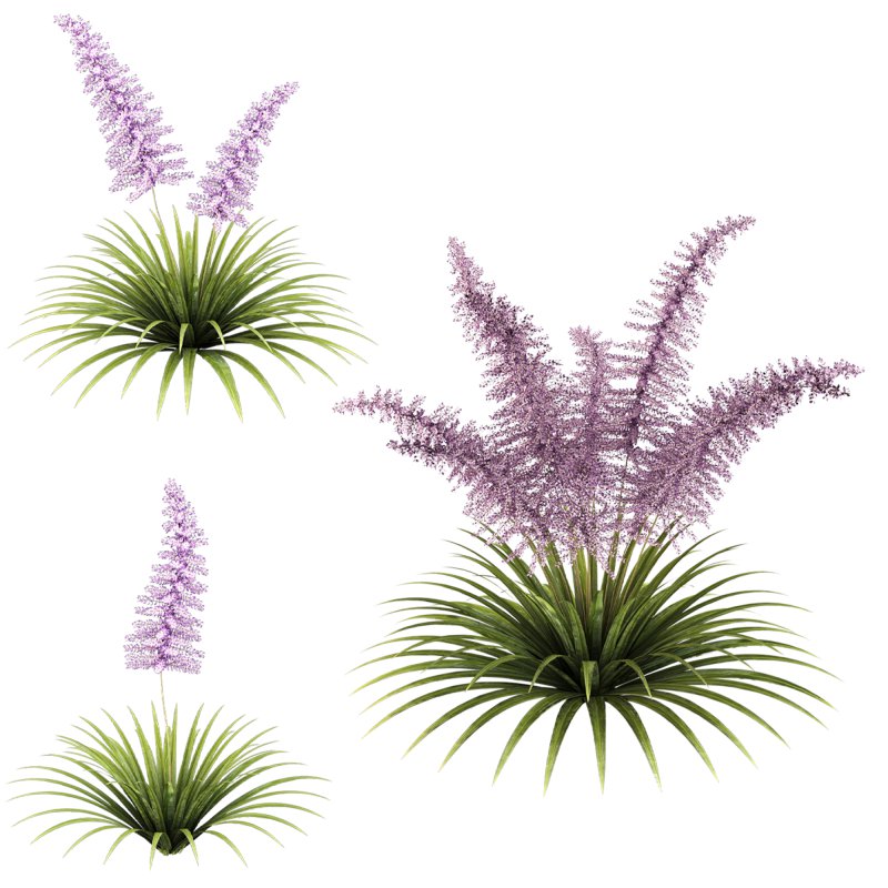 Elegant fern bush - Image 2