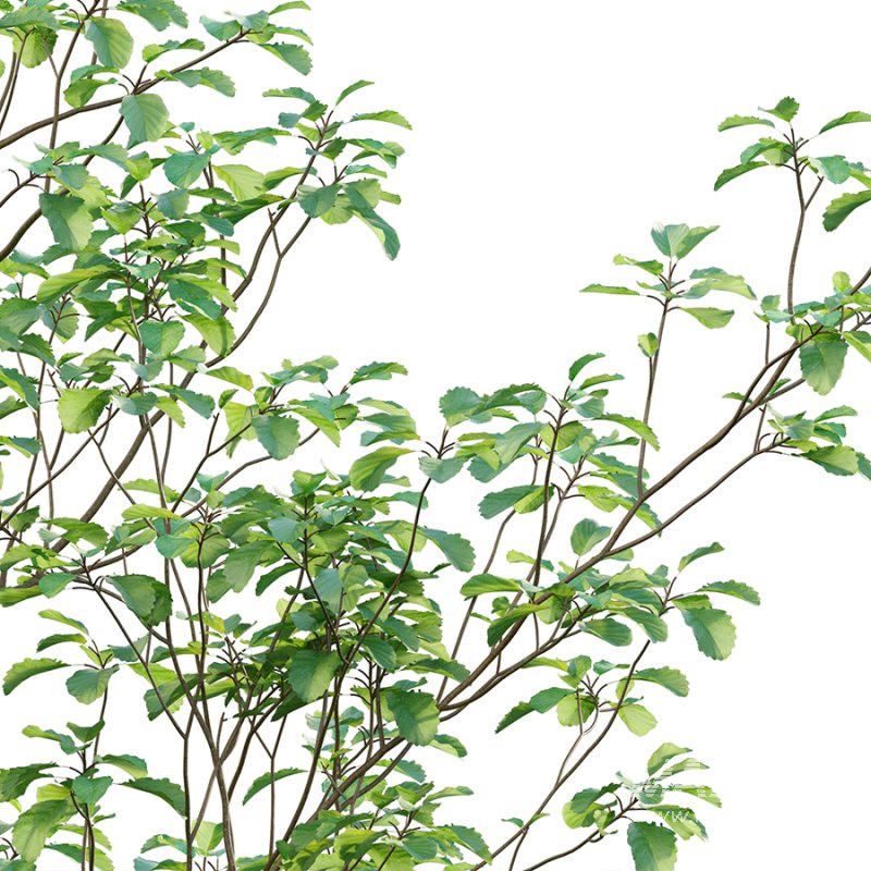 Alnus glutinosa – Common alder -02 - Image 2