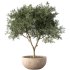 Olive Tree Indoor Plant Set.4 - Thumbnail 1