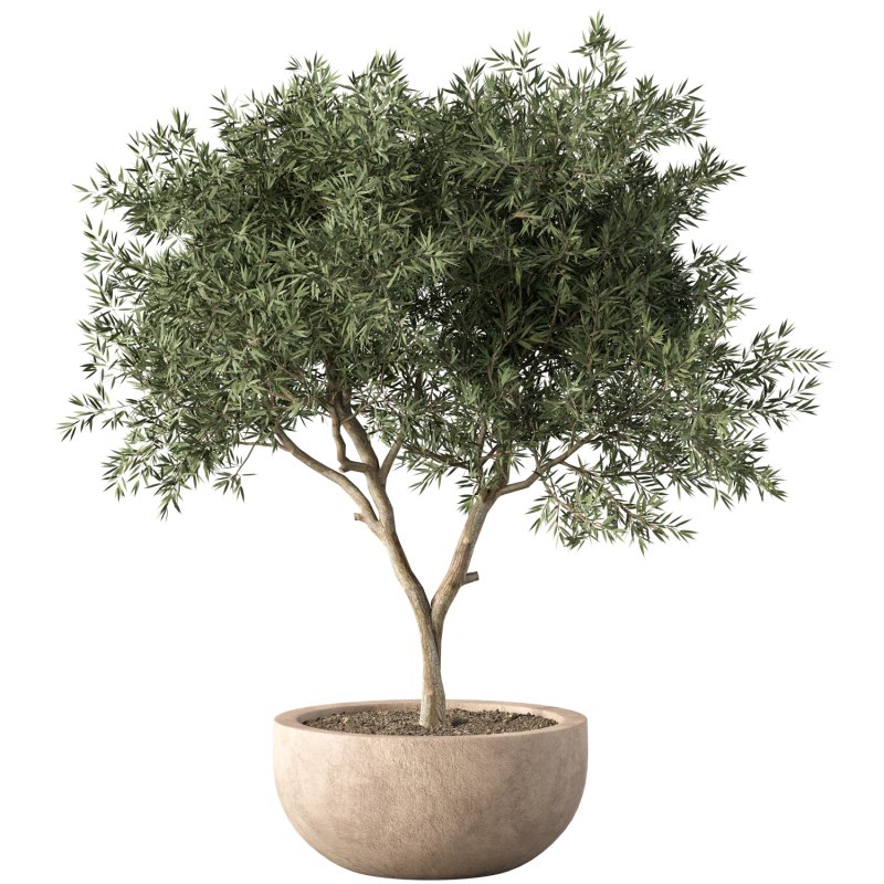 Olive Tree Indoor Plant Set.4 - Image 1