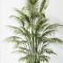 AV Indoor plants set 206 Mission Olive and Areca Palm and Yucca Elephantipes and Calathea Lutea and Dracaena Warneckii - Thumbnail 5