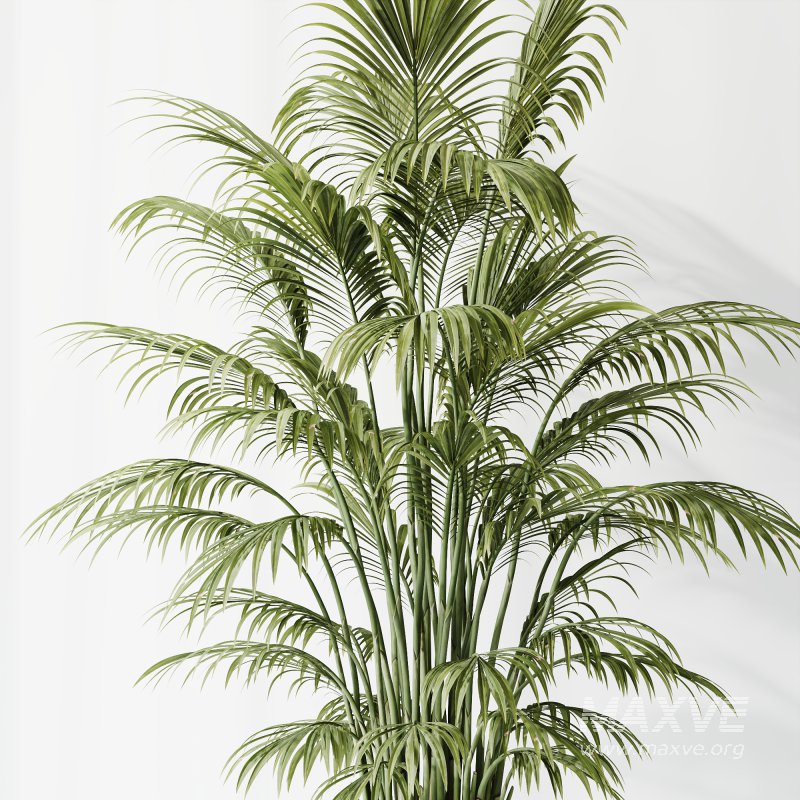 AV Indoor plants set 206 Mission Olive and Areca Palm and Yucca Elephantipes and Calathea Lutea and Dracaena Warneckii - Image 5