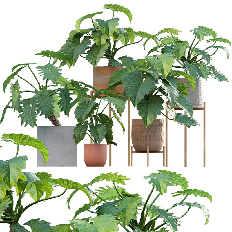 Philodendron undulatum - Image 1