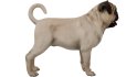 Pug - Thumbnail 6