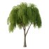 Weeping Willow Tree 04 - Thumbnail 4
