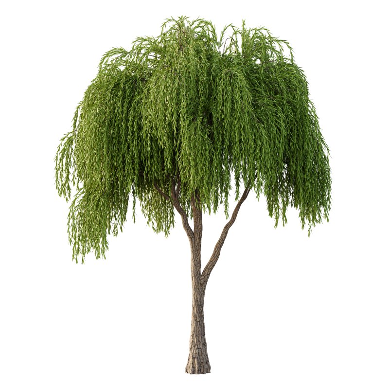 Weeping Willow Tree 04 - Image 4