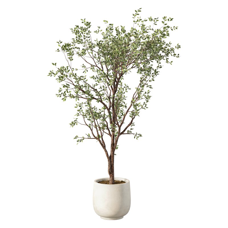 Olive Tree Indoor Plant Set.25 - Image 2