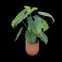 Philodendron undulatum - Thumbnail 4