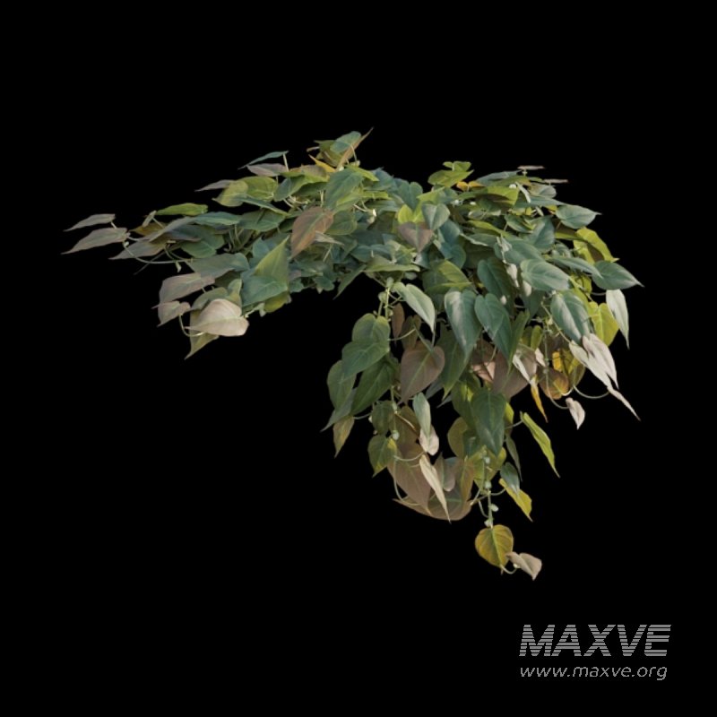 Philodendron Scandens Micans - Image 2