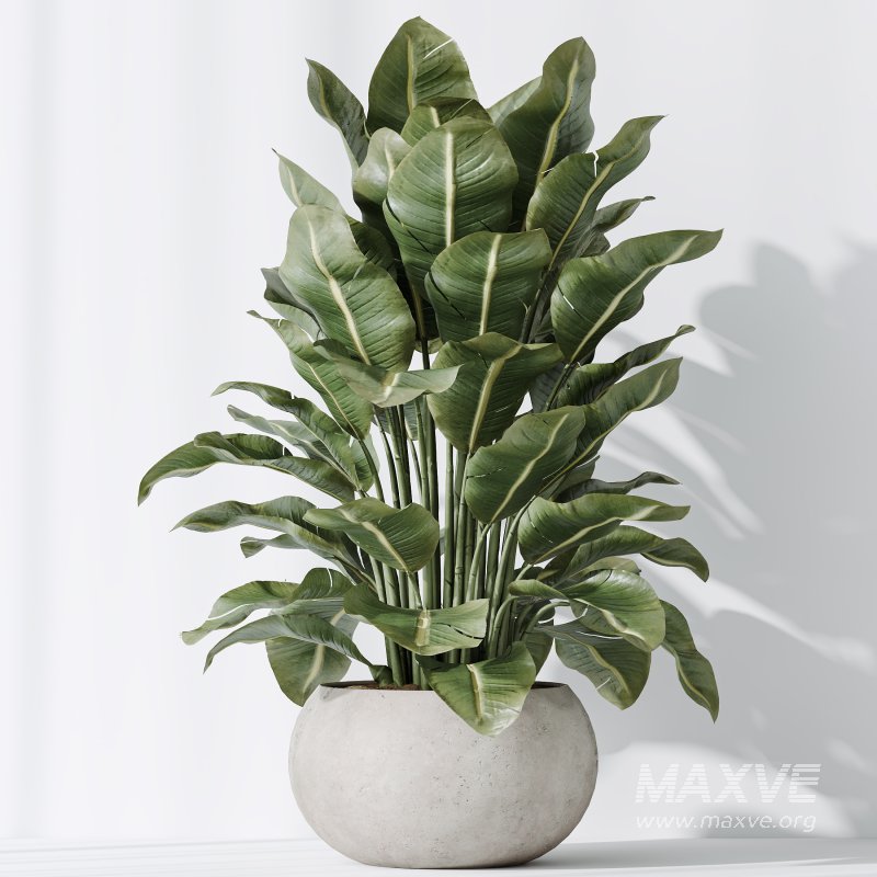 AV Indoor plants set 197 Ficus Bonsai Ginseng and Lemon Lime Cane Dragon and ParadiseBird and Areca Palm - Image 7