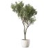 Olive Tree Indoor Plant Set.22 - Thumbnail 2