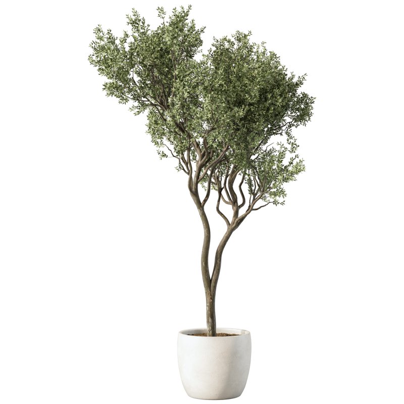 Olive Tree Indoor Plant Set.22 - Image 2