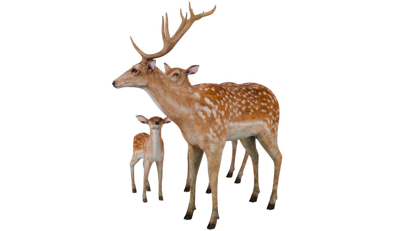 Deer Family - Image 3