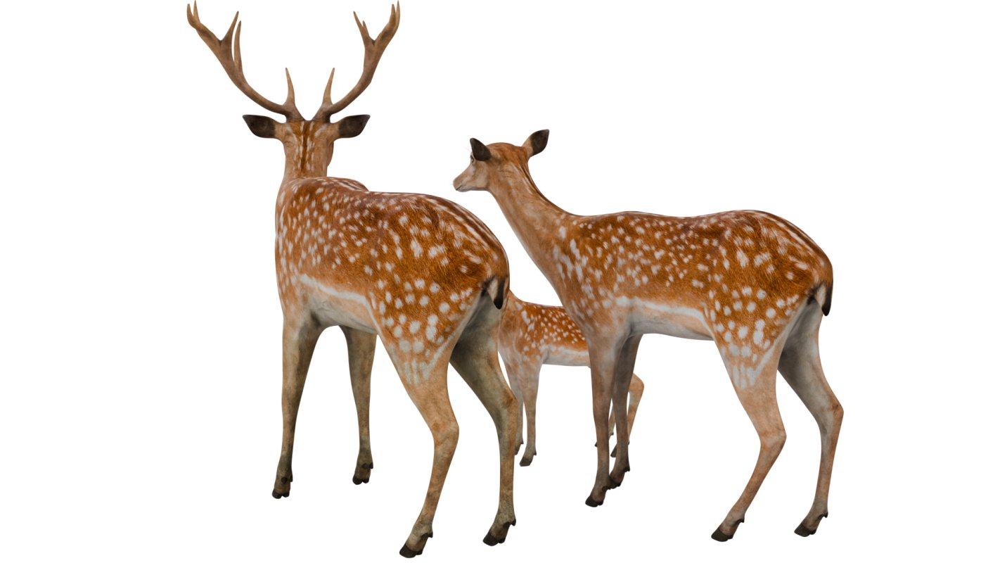 Deer Family - Image 6