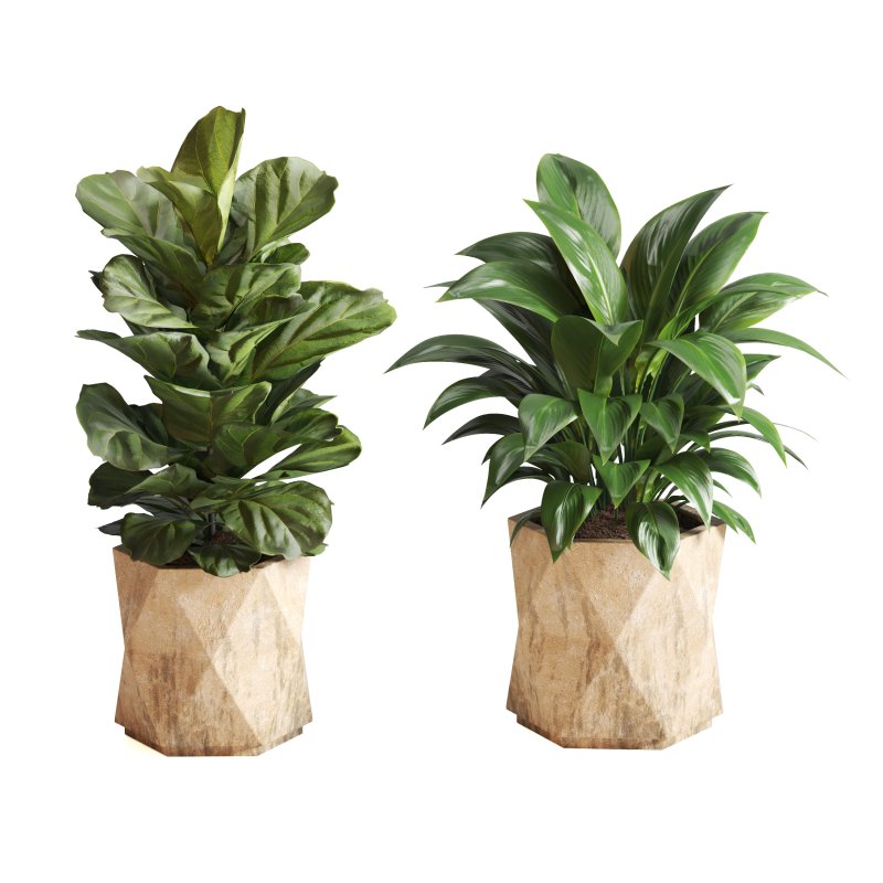 Indoor Plant Olive Palm Fiddle Leaf - Image 2