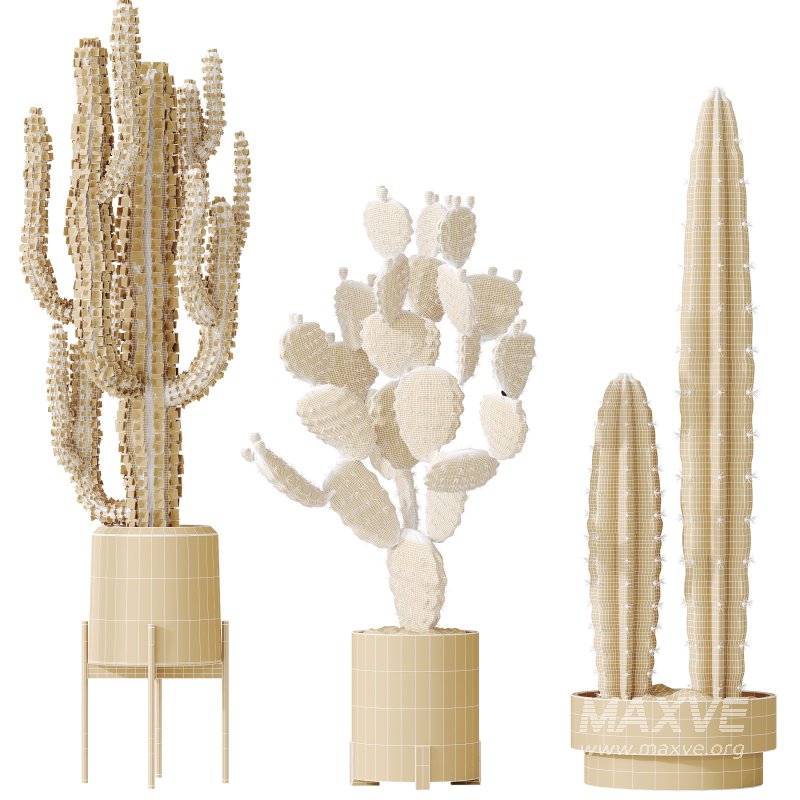 AV Indoor plants set 201 Cactus Opuntia and Candelebra Saguaro Peruvian and Euphorbia Trigona - Image 5