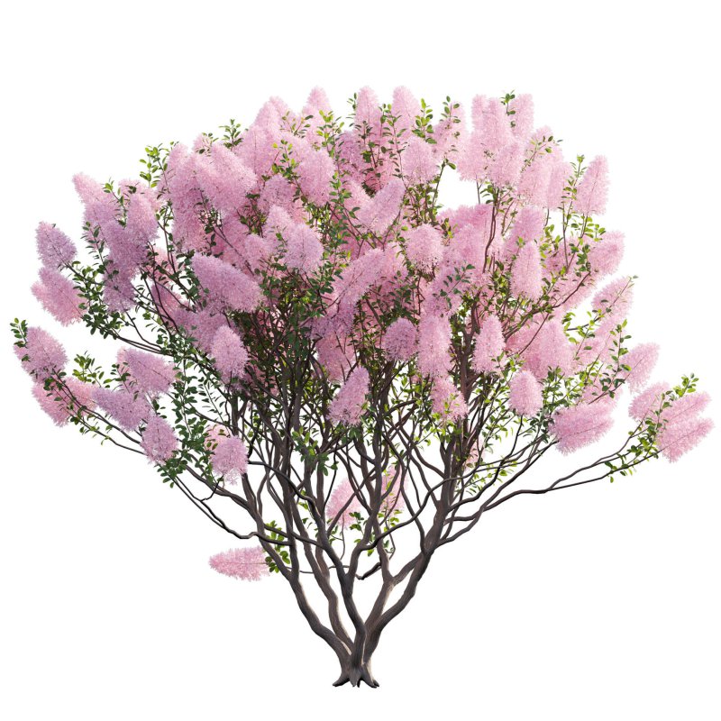 Cotinus coggygria – Smokebush 03 - Image 2