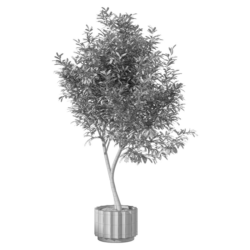 Olive Tree Indoor Plant Set.30 - Image 1