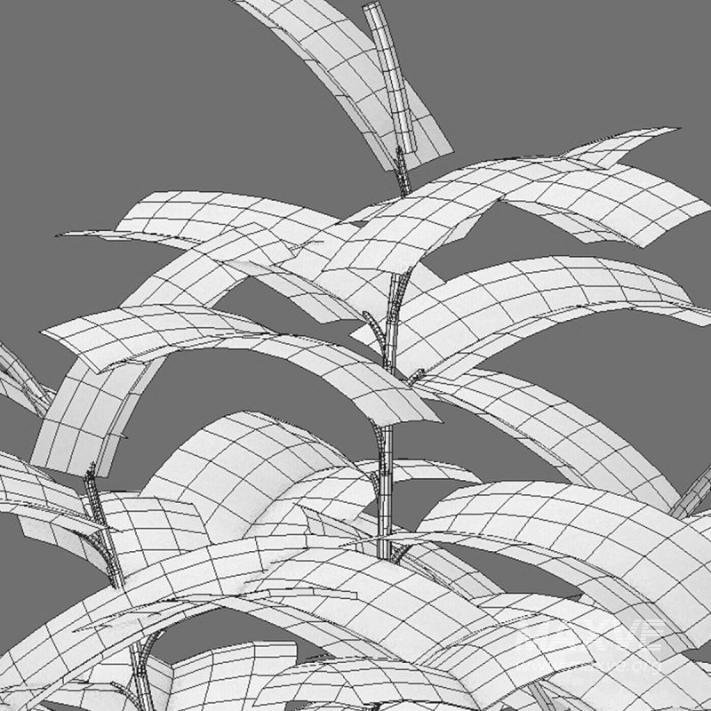 Ficus benghalensis - Image 7