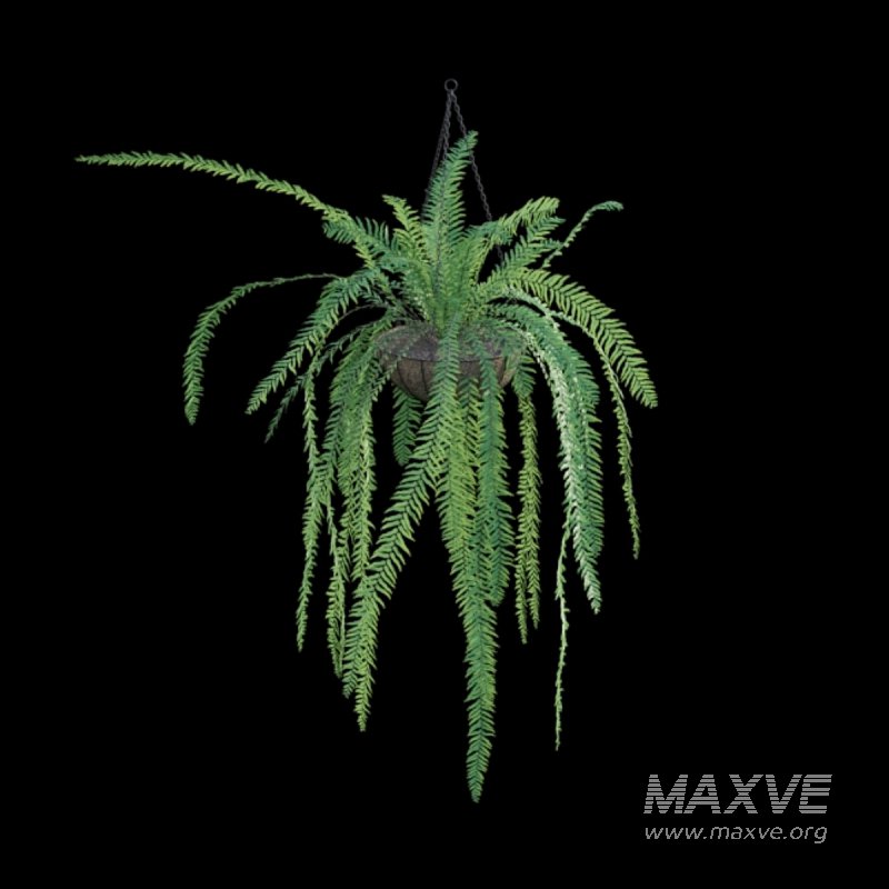 Nephrolepis - Image 4