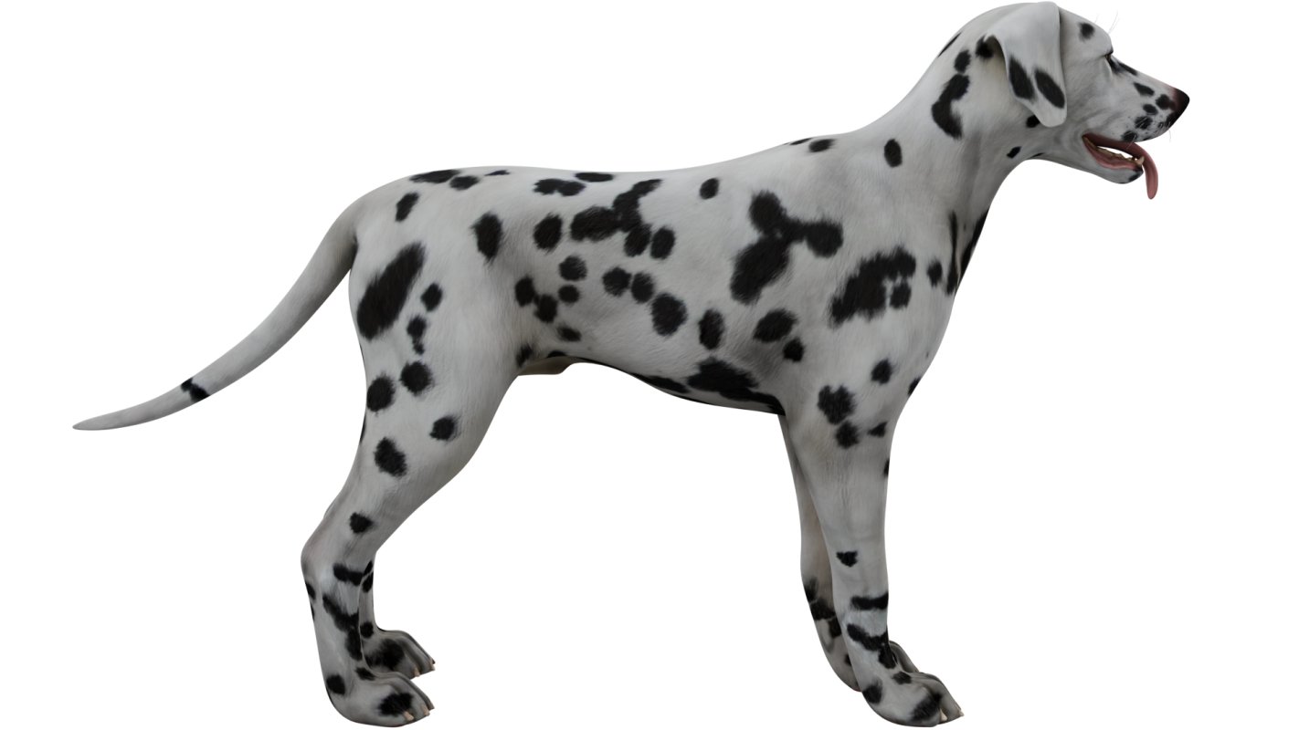 Dalmatian - Image 6