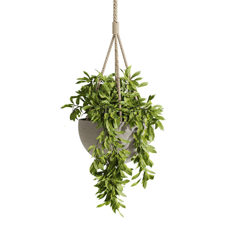 hanging plants - Image 4