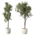Olive Tree Indoor Plant Set.22 - Thumbnail 1