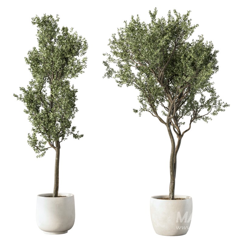 Olive Tree Indoor Plant Set.22 - Image 1