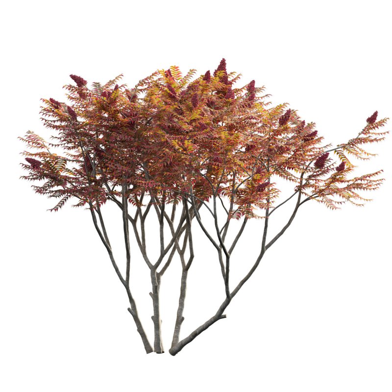 Rhus typhina – Staghorn Sumac 06 - Image 2