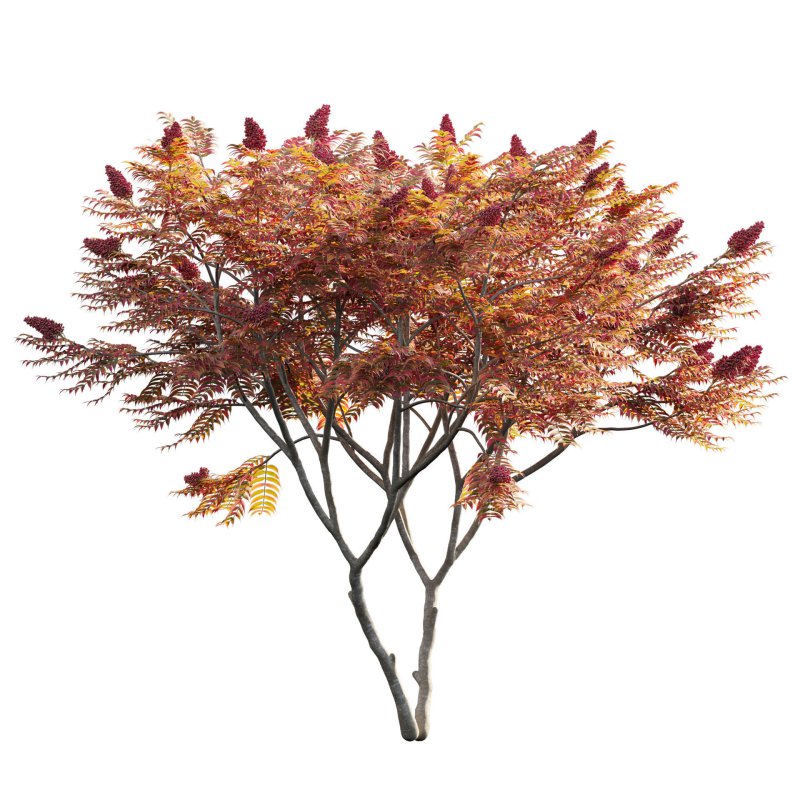 Rhus typhina – Staghorn Sumac 05 - Image 2