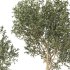 Olive Tree Indoor Set.1 - Thumbnail 5