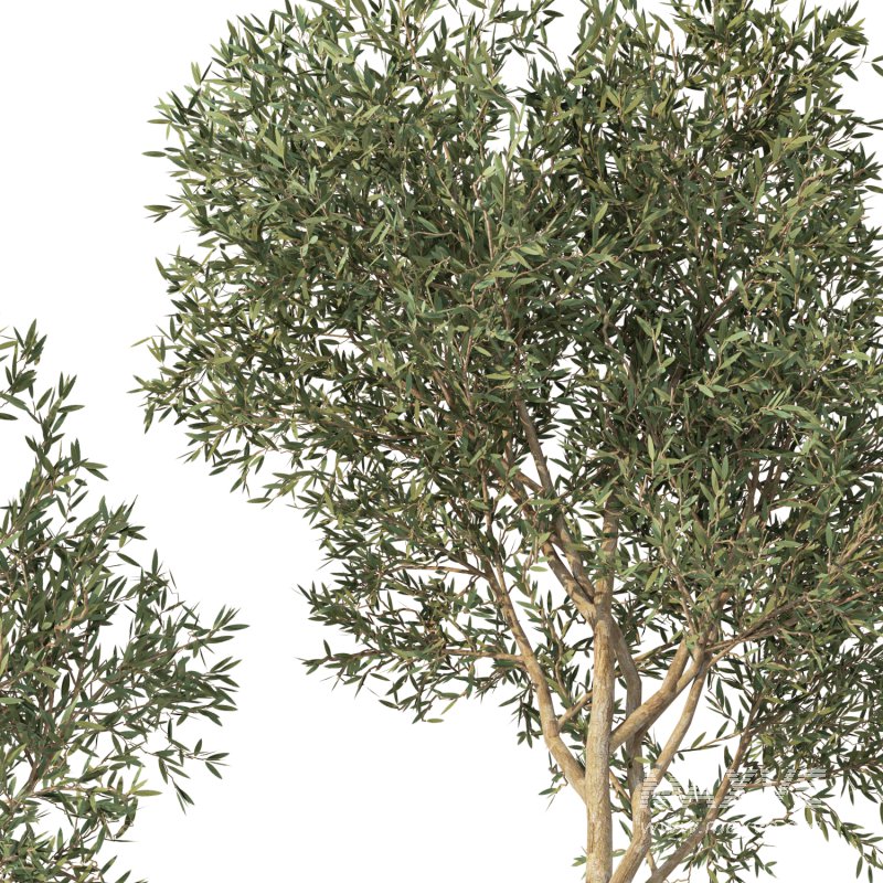 Olive Tree Indoor Set.1 - Image 5