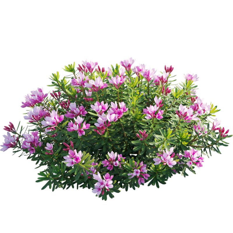 Daphne arbuscula – Shrubby daphne 01 - Image 2