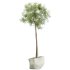 AV HousePlants Japandi Decorative Minimalism Ficus Dracaena Marginata18 - Thumbnail 1
