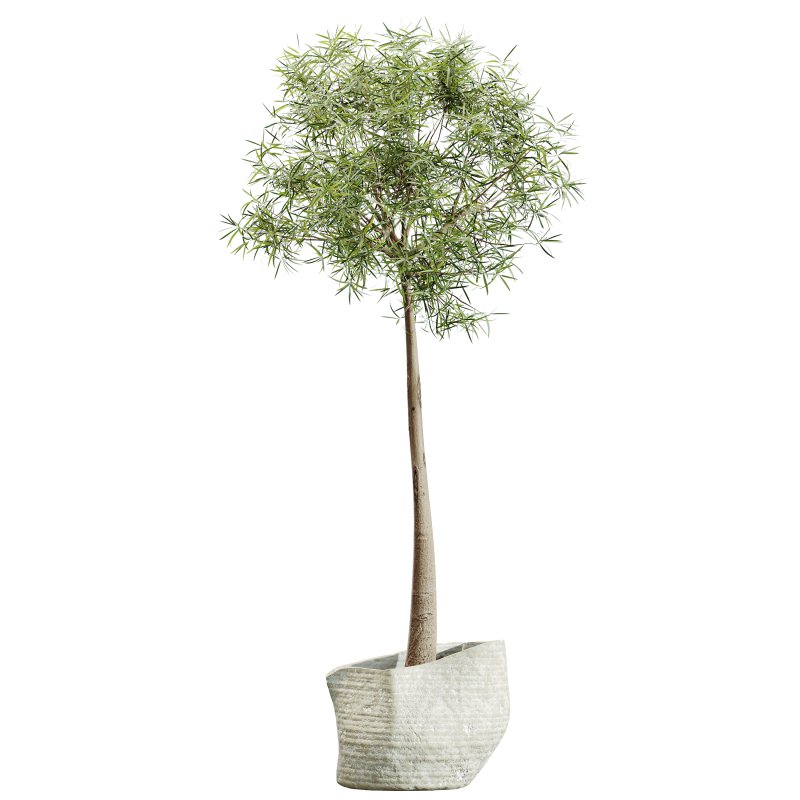 AV HousePlants Japandi Decorative Minimalism Ficus Dracaena Marginata18 - Image 1