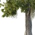 Spanish Moss Tree 02 - Thumbnail 4