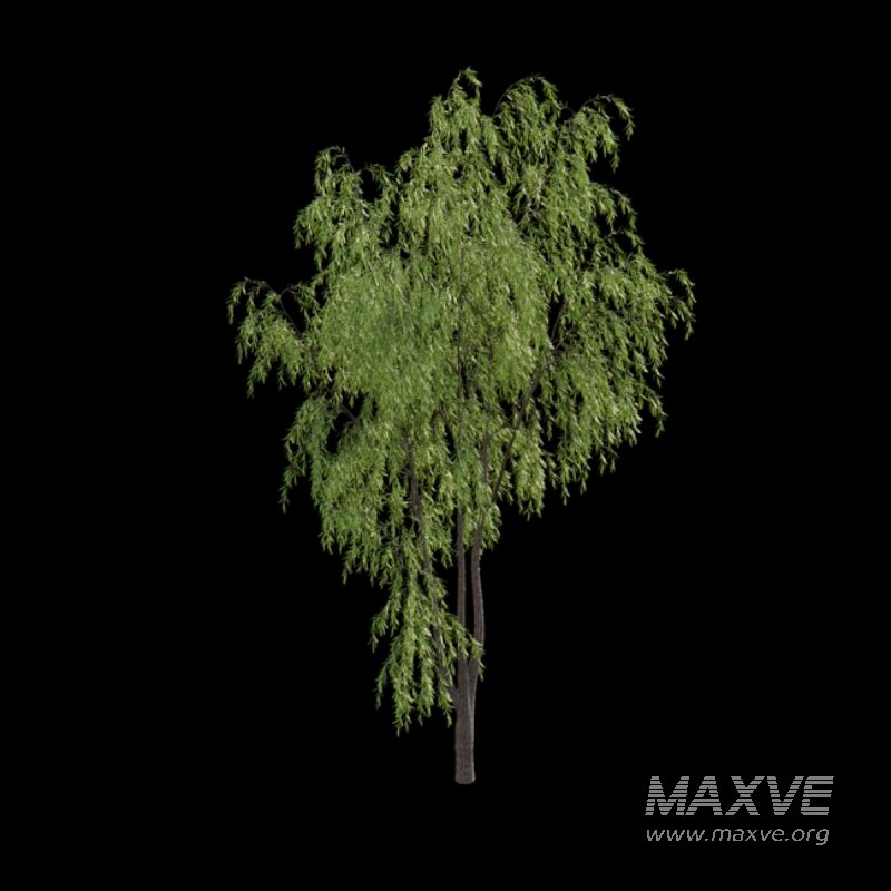 Salix babylonica – Weeping Willow 01 - Image 3
